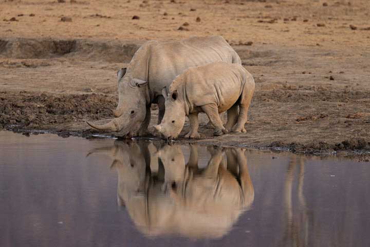 Female rhino with calf
