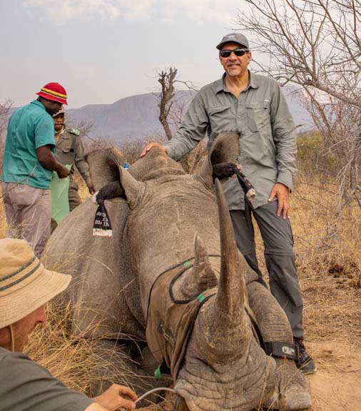 Sedated rhinoceros with Dr. P