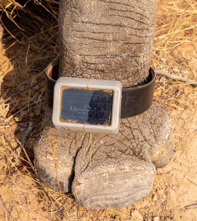 Tracking device on rhinoceros ankle