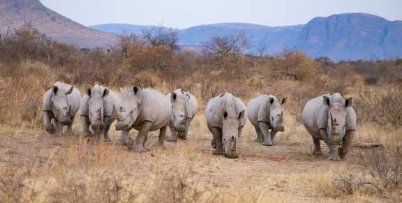 Seven white rhino