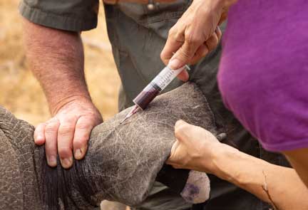 Obtaining blood sample from rhino ear vein
