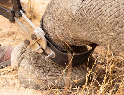 Using bolt cutter to cut off excess radio collar strap bolt