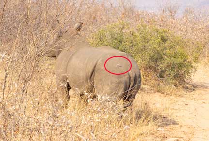 Circle marking anesthetic dart in rhino rump