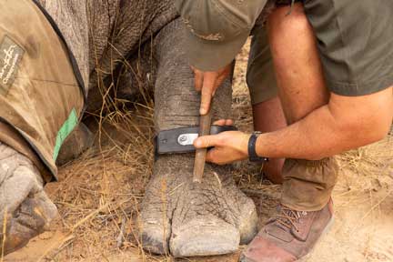 Filing bolt used to hold rhino radio collar strap on