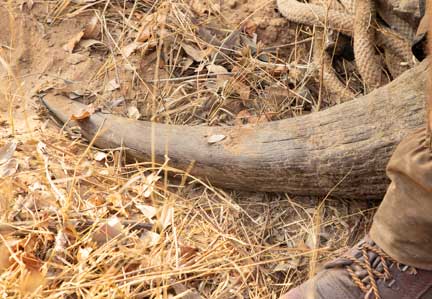 Horn with microchip camouflaged