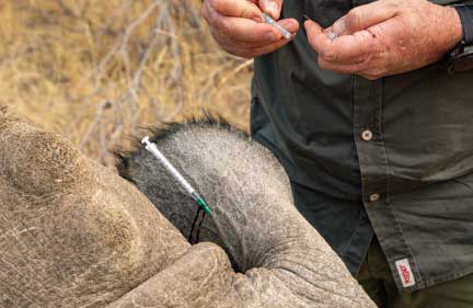 Syringe in ear vein to inject anesthetic