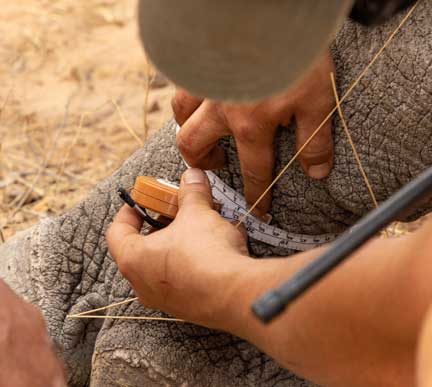 Measuring front leg for collar