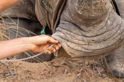 Administering oxygen into nostril