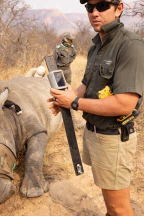 Staff holding rhino radio collar in hand
