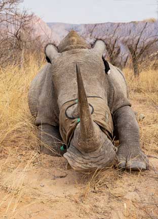 Side view of sedated rhino with eyes covered