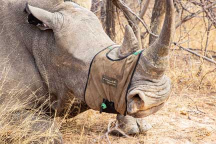 Side view of sedated rhino with eyes covered