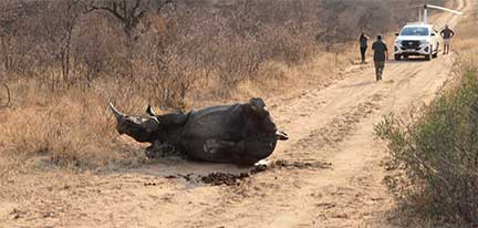Sedated rhino waking up from anesthesia