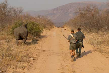 Andre approaching sedated rhino that is standing still