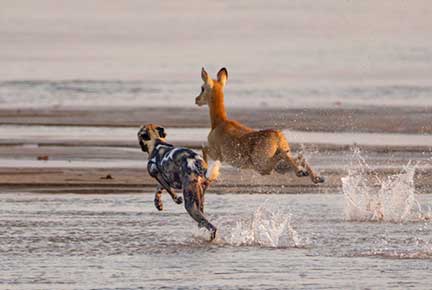 Wild dog chasing puku into the water