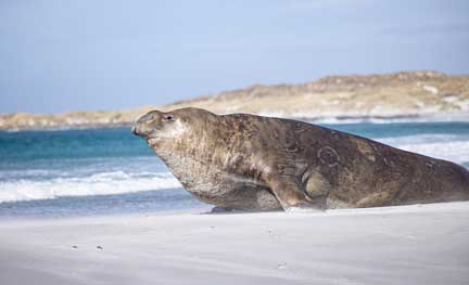 Elephant seal male on beach