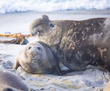 Elephant seal male on beach with female