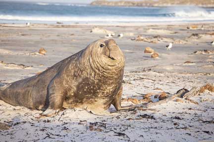 Elephant seal male on beach
