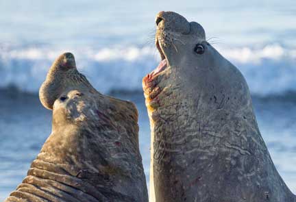 Elephant seal males fighting on the beach