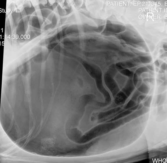 X-ray showing stomach distention in a GDV bloat