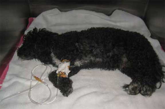 Dog on intravenous fluids.