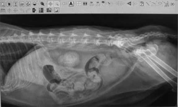 Radiograph of a dog with parvo.