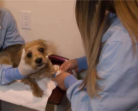 Putting an IV catheter into a dog vein.