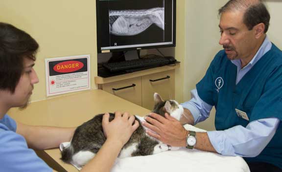 Dr. Palazzolo performing a cat exam.
