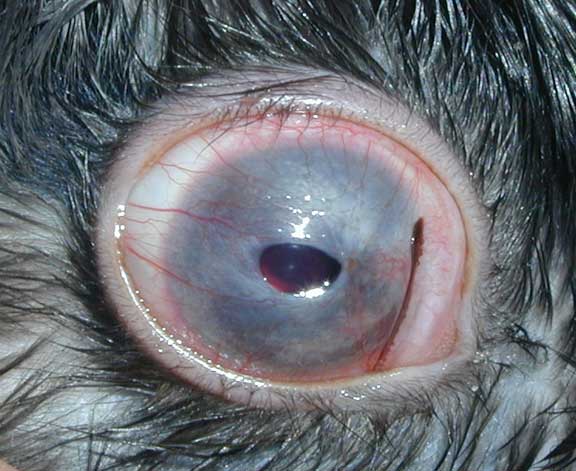 Severe canine corneal ulcer.