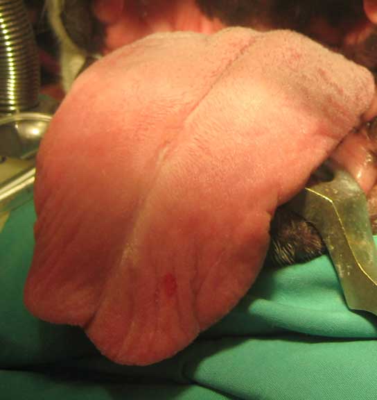 Thickened tongue on brachycephalic dog.