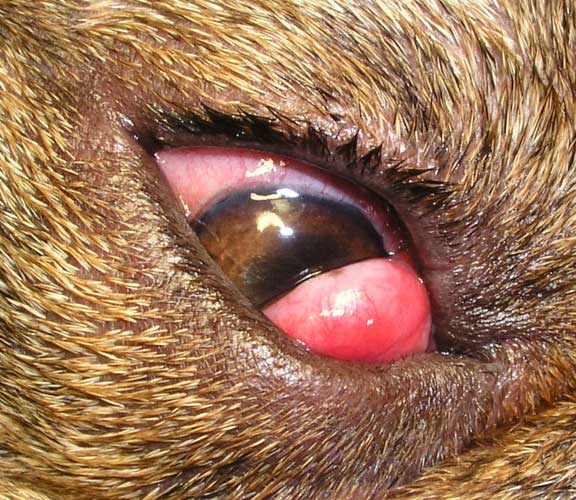 Cherry eye prolapse