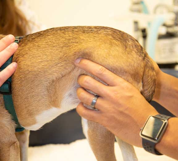 Knee exam for luxating patella.