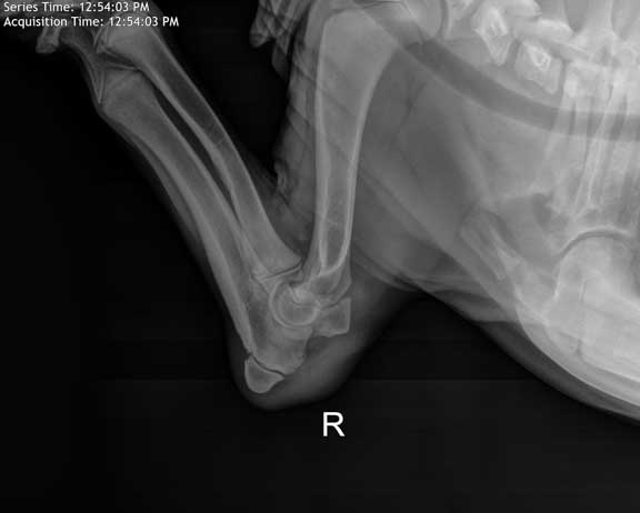 Canine elbow x-ray.