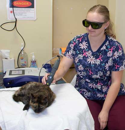 Companion laser treatment in a cat.