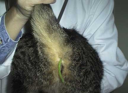 Cat rubber band coming out of anus.