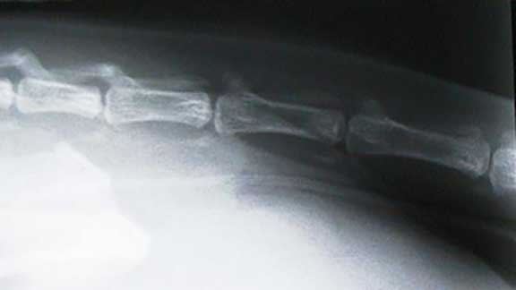 Cat rubber band coming out of anus.