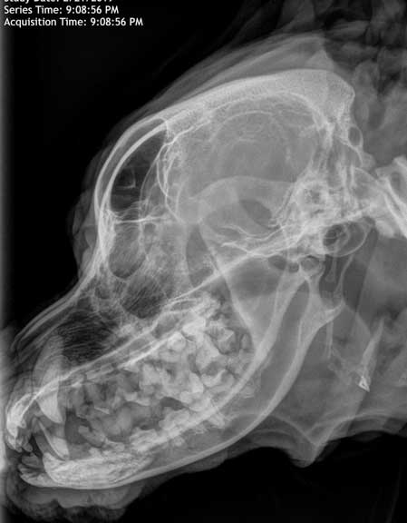 Dog skull x-ray to look at mandible (jaw).