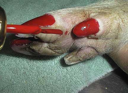 Pot bellied pig spay