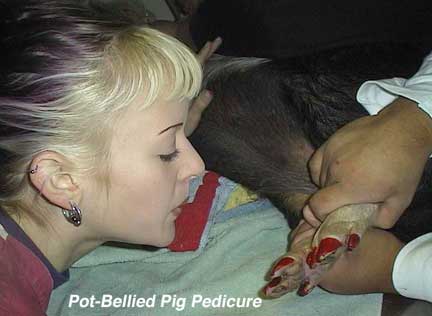 Pot bellied pig spay