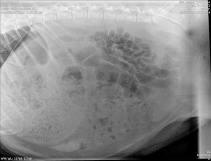 Pot bellied pig spay abdominal x-ray (radiograph).