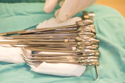 Pot bellied pig spay