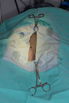 Pot bellied pig spay