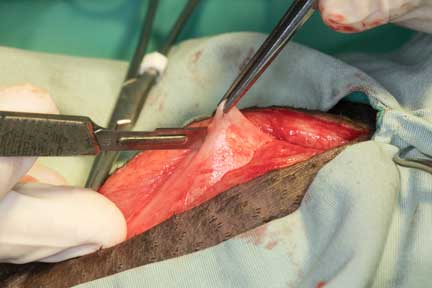 Pot bellied pig spay