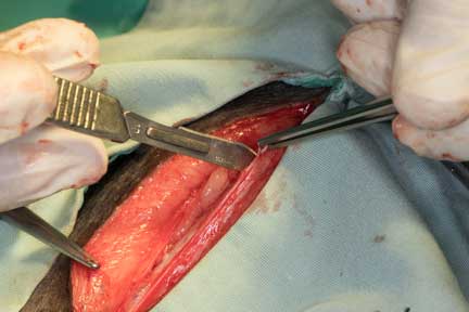 Pot bellied pig spay