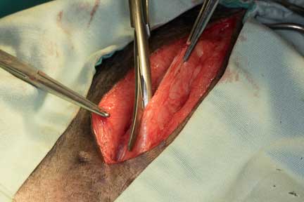 Pot bellied pig spay