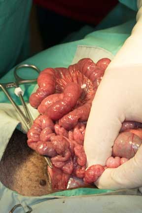 Pot bellied pig spay