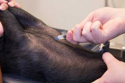 Pot bellied pig spay