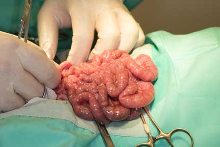 Pot bellied pig spay