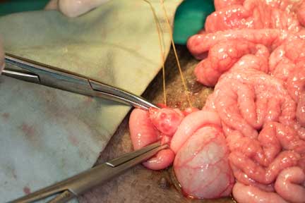 Pot bellied pig spay