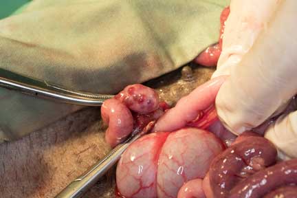 Pot bellied pig spay