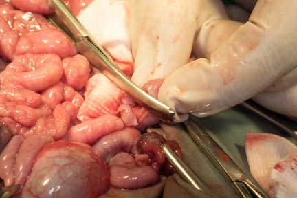 Pot bellied pig spay